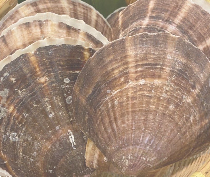 おすすめ海産物